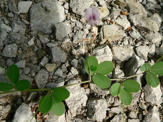 {Lespedeza repens}